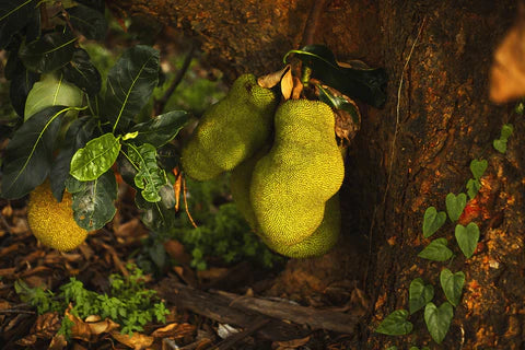 Jackfruit - The Sustainable Fruit