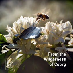 HONEY FROM THE WILD- COORG HONEY 300 GM