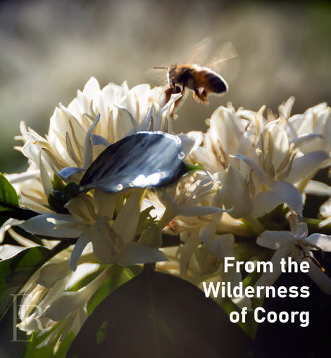 HONEY FROM THE WILD- COORG HONEY 300 GM