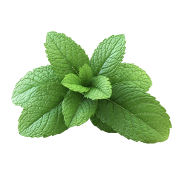 Basil Essential Oil