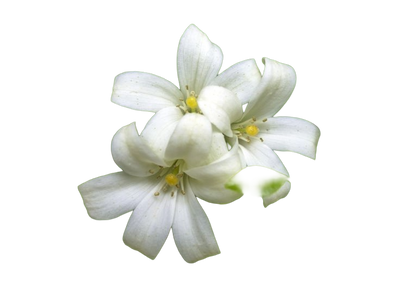 Jasmine Essential Oil