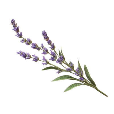 Lavender Essential Oil