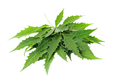 Neem Extract & Neem Essential Oil