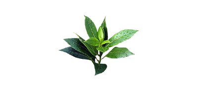 Tea Tree essential oil