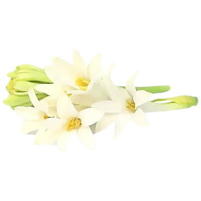 Tuberose Essential Oil