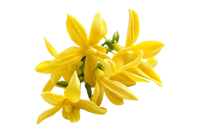 Ylang Ylang Essential Oil