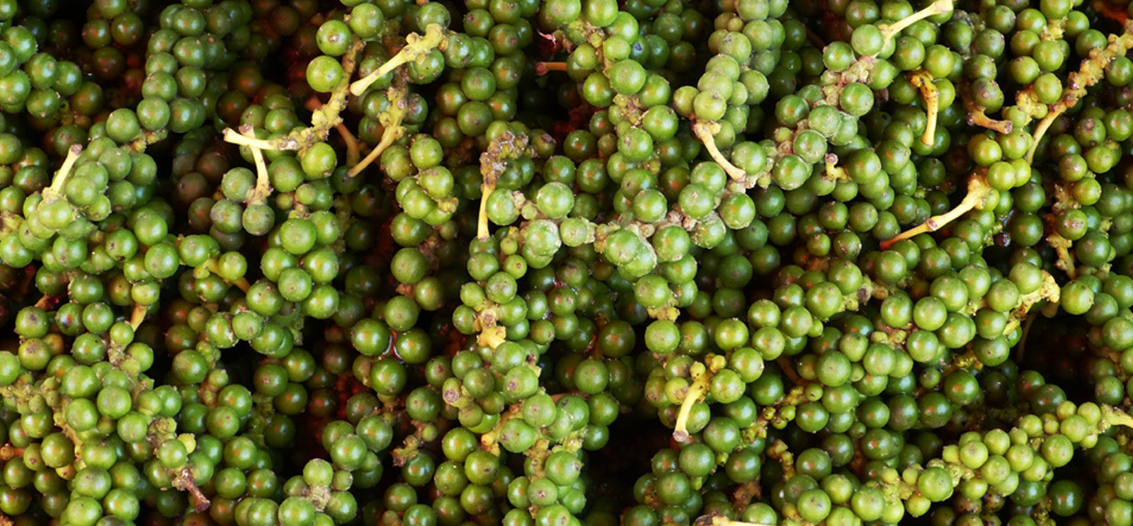 buy pesticide free pepper online